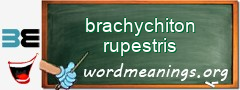 WordMeaning blackboard for brachychiton rupestris